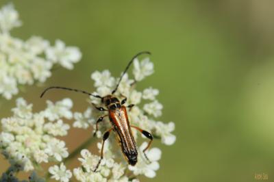 Sténoptère noir Stenopterus ater (Linnaeus, 1767)