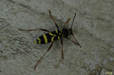 Clyte bélier (Le), Clyte guêpe (Le) Clytus arietis (Linnaeus, 1758)