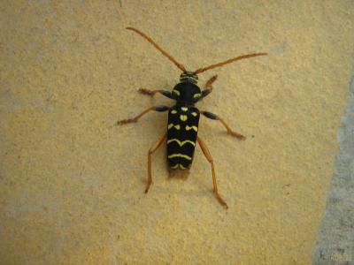 Clyte arqué Plagionotus arcuatus (Linnaeus, 1758)
