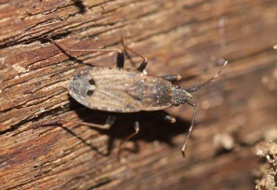  Ischnopeza hirticornis (Herrich-Schäffer, 1850)