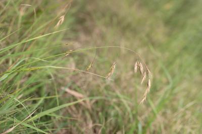 Brome faux Uniola, Brome purgatif Bromus catharticus Vahl, 1791