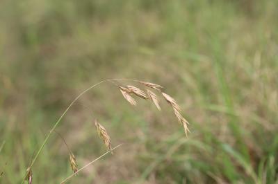 Brome faux Uniola, Brome purgatif Bromus catharticus Vahl, 1791