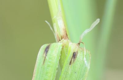 Brome faux Uniola, Brome purgatif Bromus catharticus Vahl, 1791