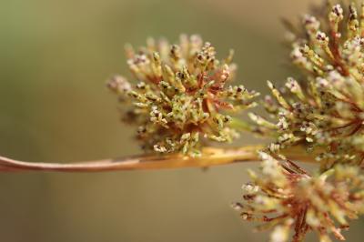 Souchet aggloméré Cyperus glomeratus L., 1756