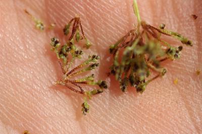 Souchet aggloméré Cyperus glomeratus L., 1756