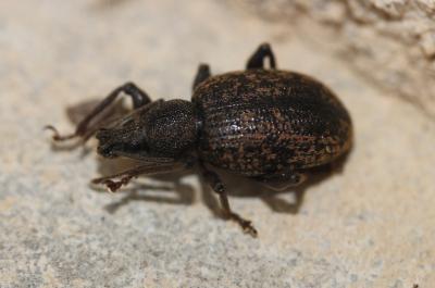  Otiorhynchus aurifer Boheman, 1842