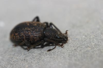  Otiorhynchus aurifer Boheman, 1842