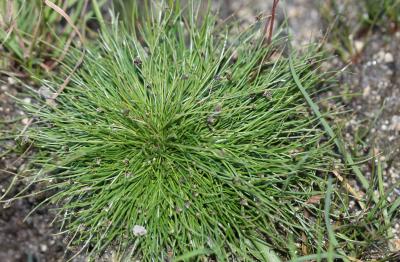 Scirpe sétacé, Isolépis sétacé Isolepis setacea (L.) R.Br., 1810