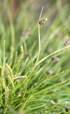 Scirpe sétacé, Isolépis sétacé Isolepis setacea (L.) R.Br., 1810