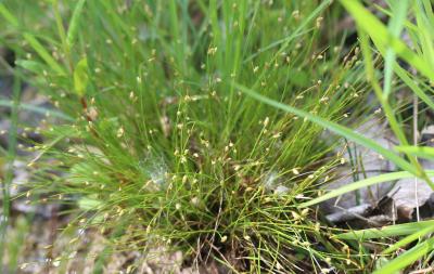 Scirpe sétacé, Isolépis sétacé Isolepis setacea (L.) R.Br., 1810