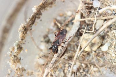  Eremocoris 