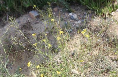 Chou ligneux, Chou fruticuleux Brassica fruticulosa Cirillo, 1792