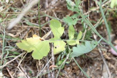 Chou ligneux, Chou fruticuleux Brassica fruticulosa Cirillo, 1792