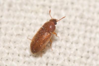 Mycétophage des céréales (le) Typhaea stercorea (Linnaeus, 1758)