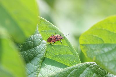  Graptostethus servus (Fabricius, 1787)