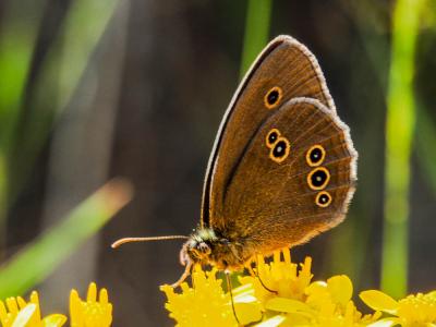 Tristan (Le) Aphantopus hyperantus (Linnaeus, 1758)