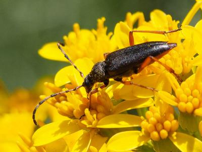  Stictoleptura stragulata (Germar, 1824)