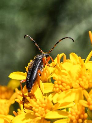  Stictoleptura stragulata (Germar, 1824)