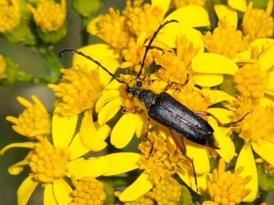  Stictoleptura stragulata (Germar, 1824)