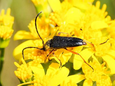  Stictoleptura stragulata (Germar, 1824)