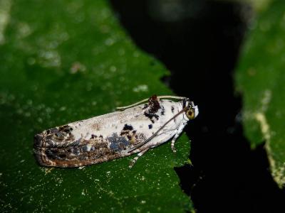  Hedya salicella (Linnaeus, 1758)