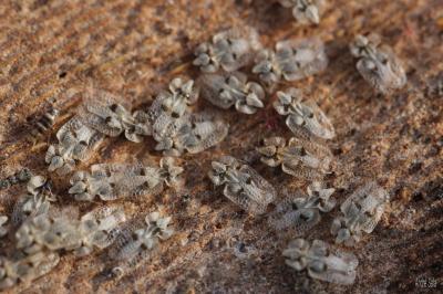 Tigre du platane Corythucha ciliata (Say, 1832)
