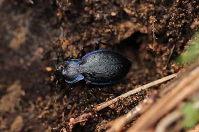 Carabe problématique Carabus problematicus Herbst, 1786