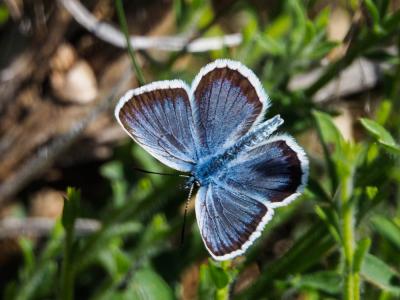 Azuré de l'Ajonc (L'), Argus bleu-violet (L'), Arg Plebejus argus (Linnaeus, 1758)