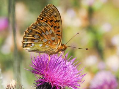 Grand Nacré (Le), Aglaé (L'), Moyen-Nacré (Le) Speyeria aglaja (Linnaeus, 1758)