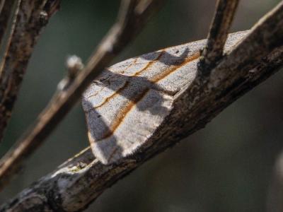 Ortholite plombée (L') Scotopteryx luridata (Hufnagel, 1767)