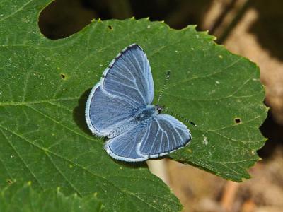 Azuré des Nerpruns (L'), Argus à bande noire (L'), Celastrina argiolus (Linnaeus, 1758)