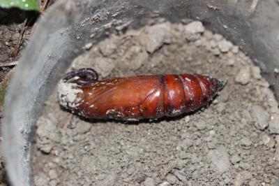 Sphinx du Liseron (Le) Agrius convolvuli (Linnaeus, 1758)