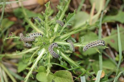  Abia sericea (Linnaeus, 1767)
