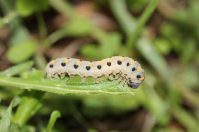  Abia sericea (Linnaeus, 1767)