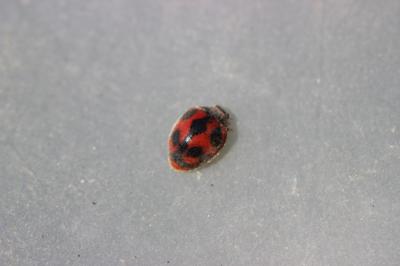  Rodolia cardinalis (Mulsant, 1850)