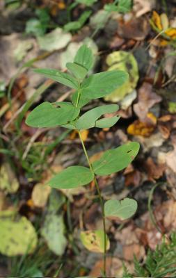 Millepertuis des montagnes Hypericum montanum L., 1755