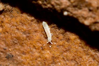  Onychiuridae Lubbock, 1867