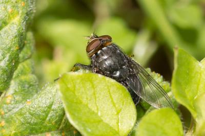 Mouche bleue Calliphora vomitoria (Linnaeus, 1758)
