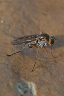  Dolichopus Latreille, 1796
