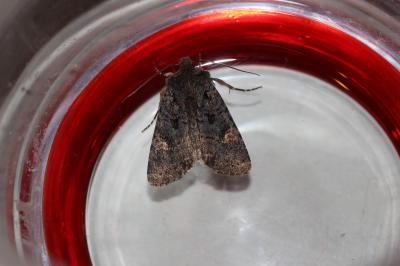 Ecu blanc (L') Dryobota labecula (Esper, 1788)