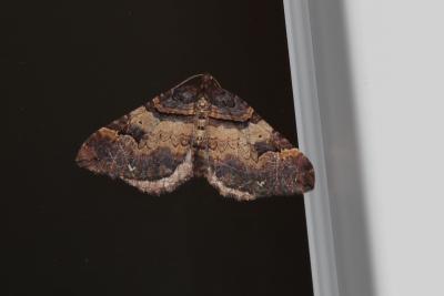 Cidarie baie (La) Earophila badiata (Denis & Schiffermüller, 1775)