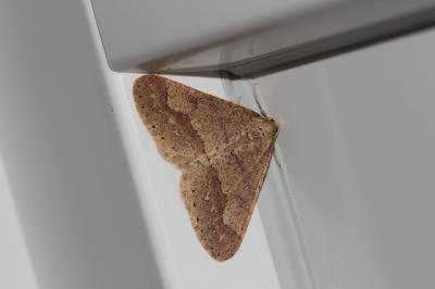 Hibernie hâtive (L') Phigaliohybernia marginaria (Fabricius, 1777)