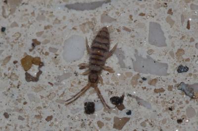  Entomobrya multifasciata (Tullberg, 1871)
