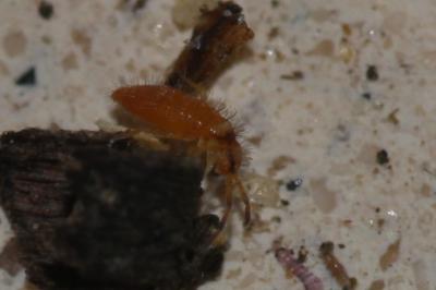  Entomobrya atrocincta Schött, 1897
