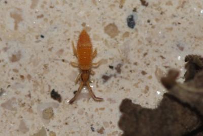  Entomobrya atrocincta Schött, 1897