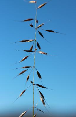 Fromental élevé, Ray-grass français Arrhenatherum elatius (L.) P.Beauv. ex J.Presl & C.Presl, 1819