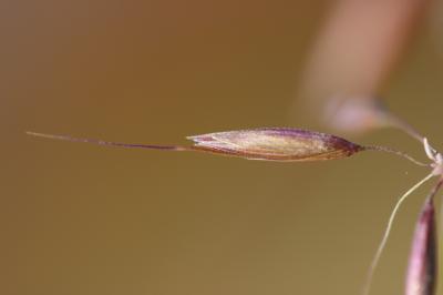 Fromental élevé, Ray-grass français Arrhenatherum elatius (L.) P.Beauv. ex J.Presl & C.Presl, 1819