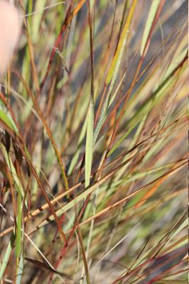Calamagrostide argentée, Stipe Calamagrostide Achnatherum calamagrostis (L.) P.Beauv., 1812