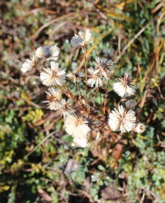 Vergerette acre, Érigeron âcre Erigeron acris L., 1753