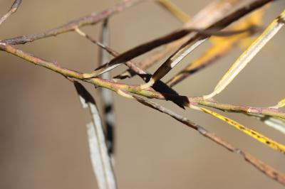 Saule drapé Salix eleagnos Scop., 1772
